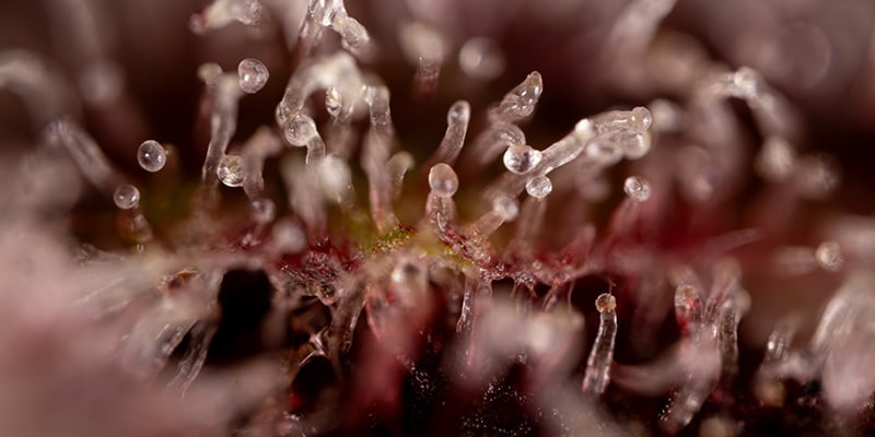 Purple Urkle | Zamnesia Seeds